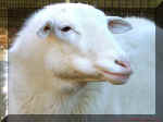 Baaaaaa.jpg (81251 bytes)