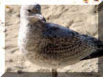 Bown Gull.jpg (87663 bytes)
