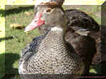Brown Duck.jpg (104238 bytes)