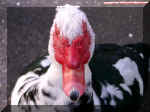 Duck right at ya.jpg (51644 bytes)