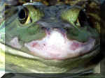 Macro Frog.jpg (73722 bytes)
