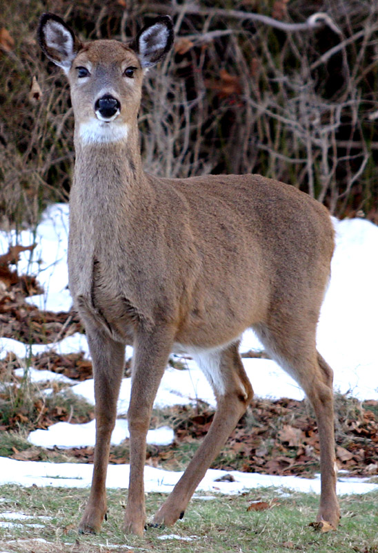 deerIMG_2342.jpg