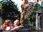 Feeding Gentle Gerry Picture 009.jpg (176928 bytes)