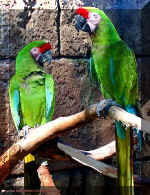 a Green Parrots PICT0028.jpg (163823 bytes)