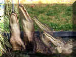 Alligator Jump2.jpg (176805 bytes)