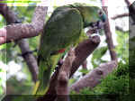 Green_Parakeet.jpg (186579 bytes)