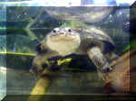 One_Happy_Turtle.jpg (137933 bytes)