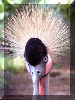peacock.jpg (102564 bytes)