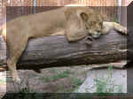 Cat Nap.jpg (89693 bytes)