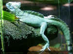 Lizard 2.jpg (92873 bytes)