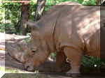 Rhino.jpg (138474 bytes)