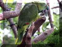 Green_Parakeet.jpg (185823 bytes)